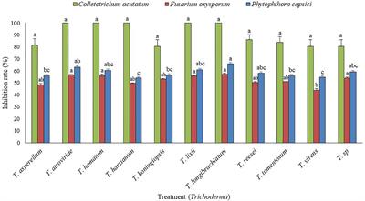 Evaluation of Trichoderma atroviride and Trichoderma longibrachiatum as biocontrol agents in controlling red pepper anthracnose in Korea